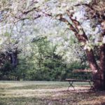 Arbre fleurs blanches